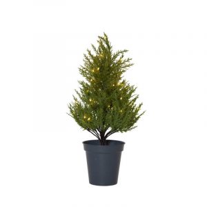 Tree Thuja