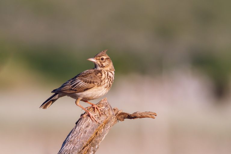 Ćemovsko polje – osvajanje naklonosti lokalnih građana