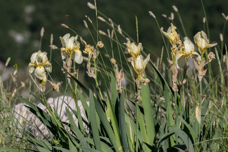 Očuvanje endemičnih, rijetkih i ugroženih biljnih vrsta planine Orjen