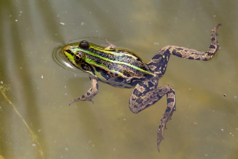 Uključivanje lokalne zajednice u proces zaštite i unaprijeđenja staništa skadarske jezerske žabe (Pelophylax shqipericus) u delti rijeke Bojane